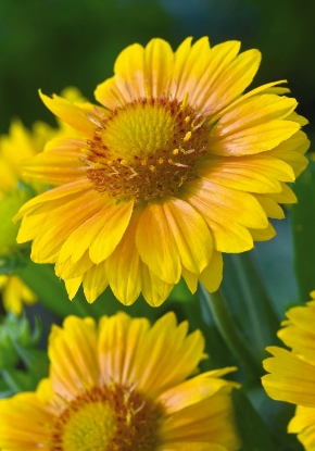 Picture of Gaillardia - Arizona Apricot